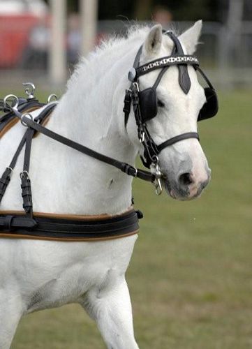 Luxe Leather Bridle