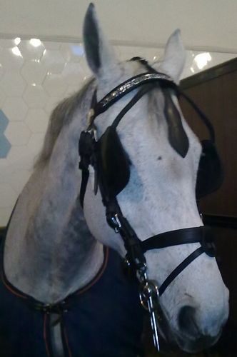 Luxe Patentleather Harness - Ideal Equestrian