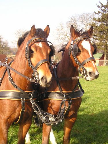 Heavy Marathon Breastcollar - Pairs