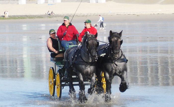 Heavy Marathon Shire Harness - Pairs