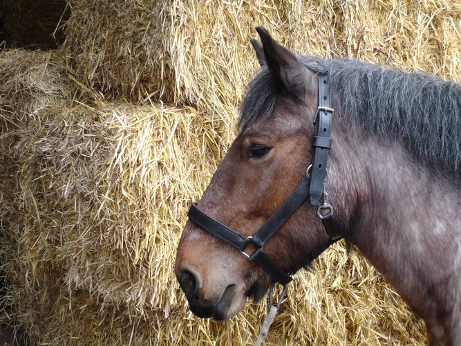 Heavy Marathon Shire Headcollar