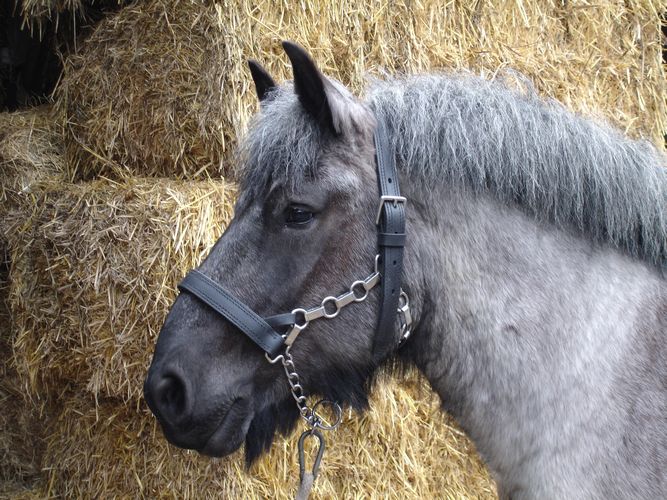 Heavy Marathon Shire Headcollar - Chain